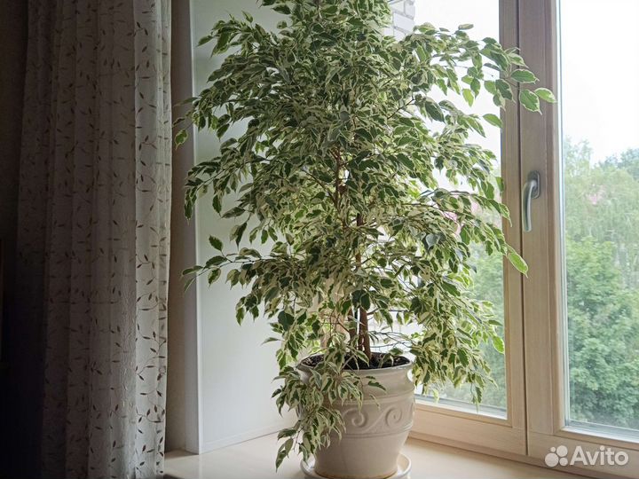 Фикус бенджамина пестролистный