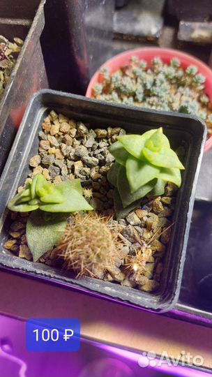 Кактусы и суккуленты разные часть 1