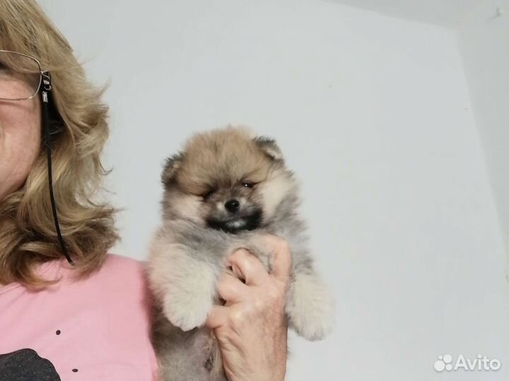 Щенок шпица