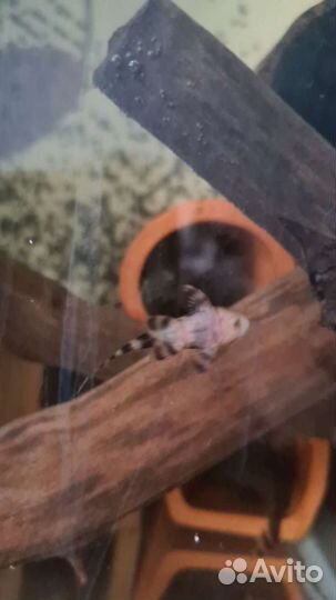 Номерные сомы L206