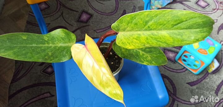 Филодендрон Медуза