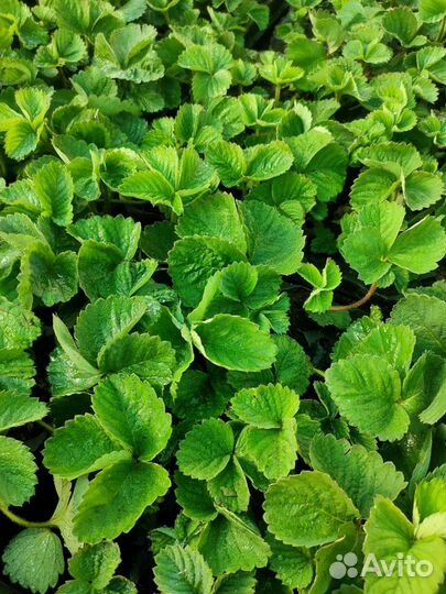 Рассада клубники