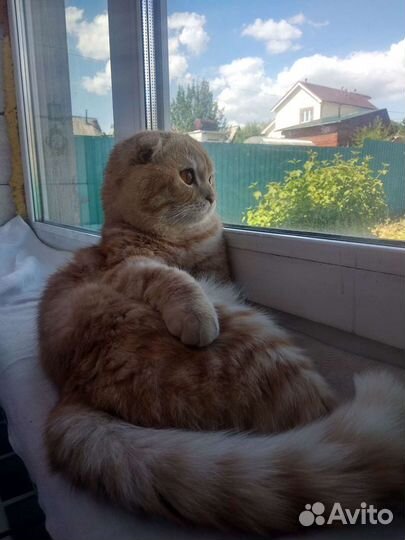 Вязка, вислоухий шотландец