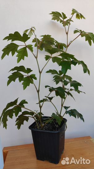 Циссус Элен Даника