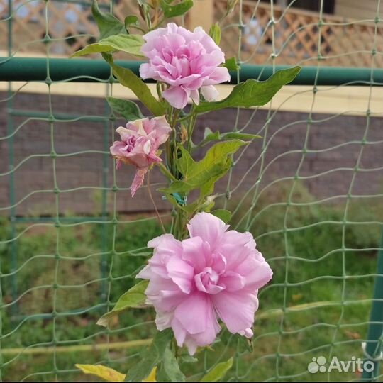 Калистегия махровая