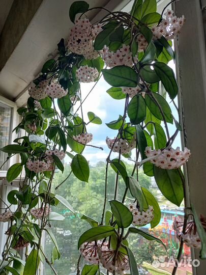 Хойя взрослые и детки и кактус