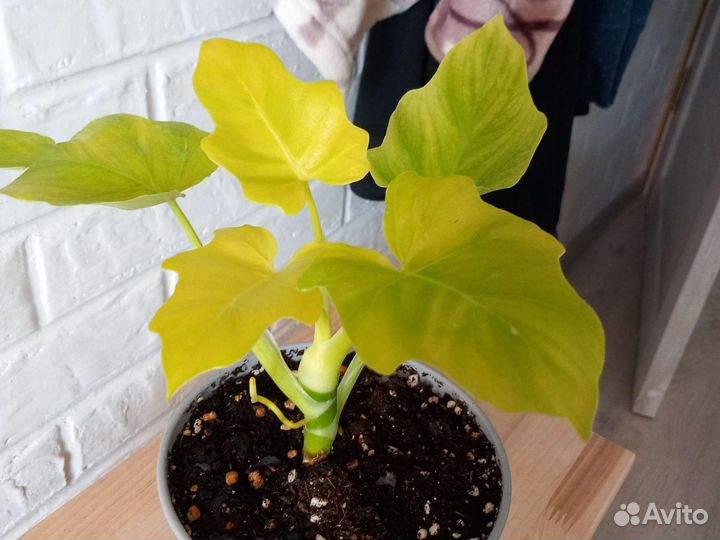 Филодендрон Голд сатин Золотой крокодил