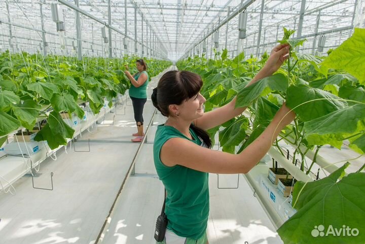 Разнорабочие оплата ежедневная