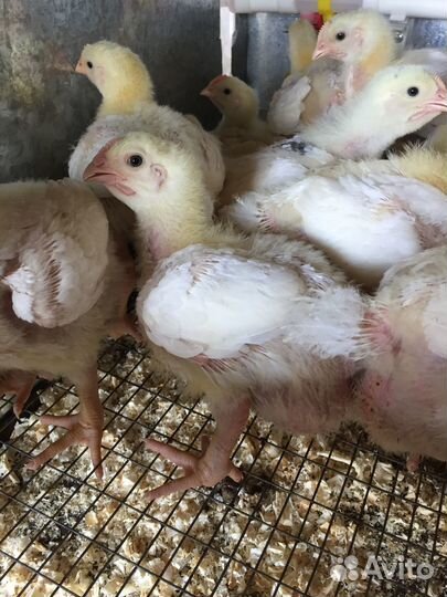 Цыплята бройлеры несушки