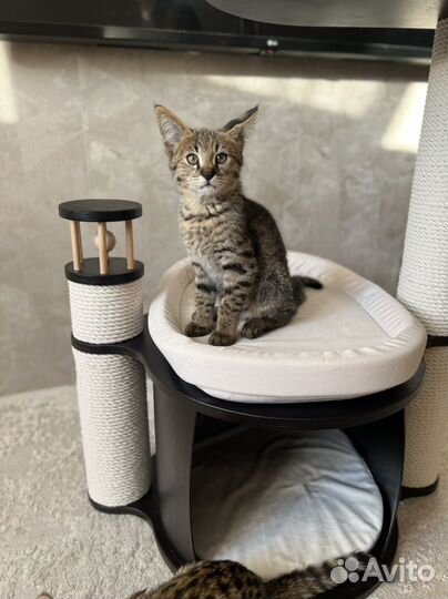 Саванна ф1 девочка