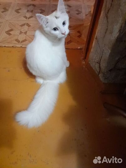 Турецкая ангора