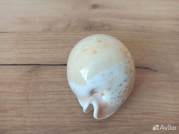 Морская раковина