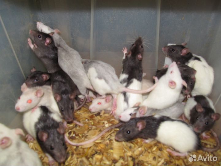 Кормовые объекты (мыши, крысы)