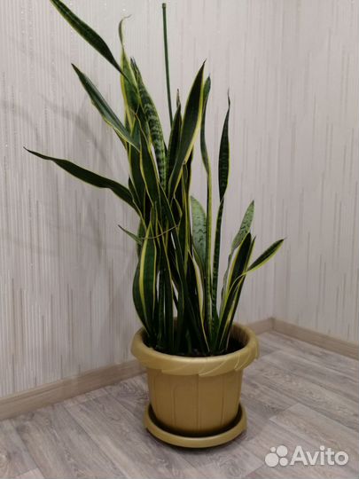 Сансевиерия