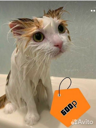 Мытье кошек на дому