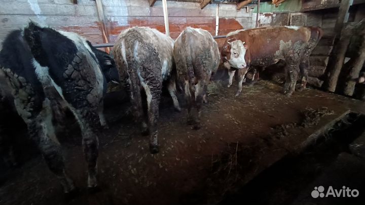 Быки живым весом