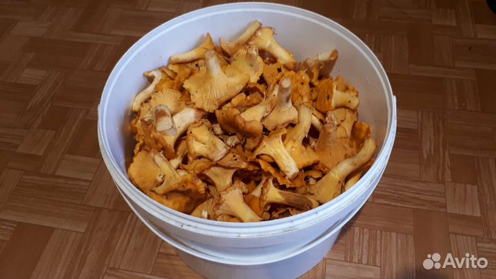 Грибы лисички