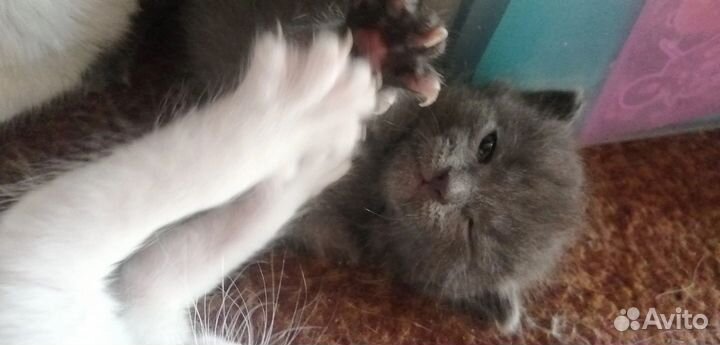 Отдам котят в добрые руки