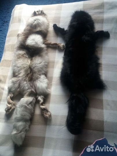 Шкурка песца цельная