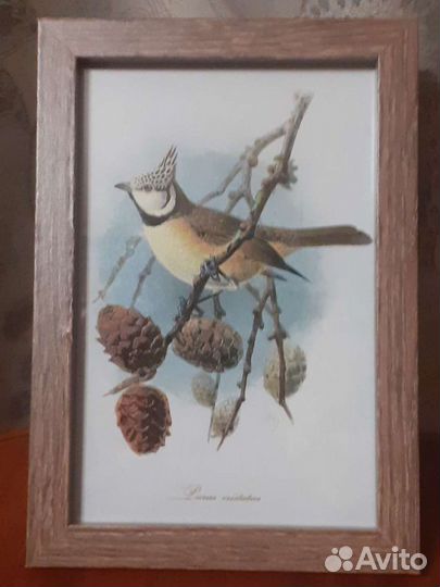 Художественные открытки: ягоды, птицы, рецепты, пе