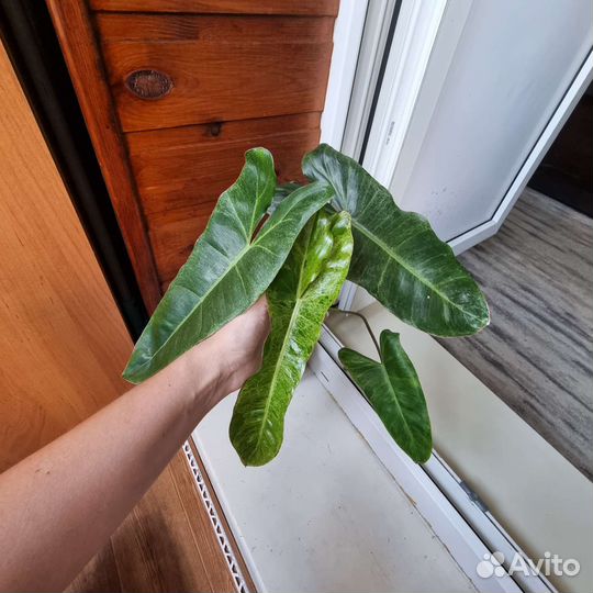 Филодендроны Параисо верде