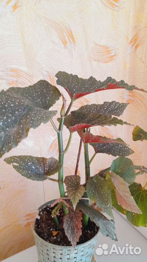 Бегония коралловая