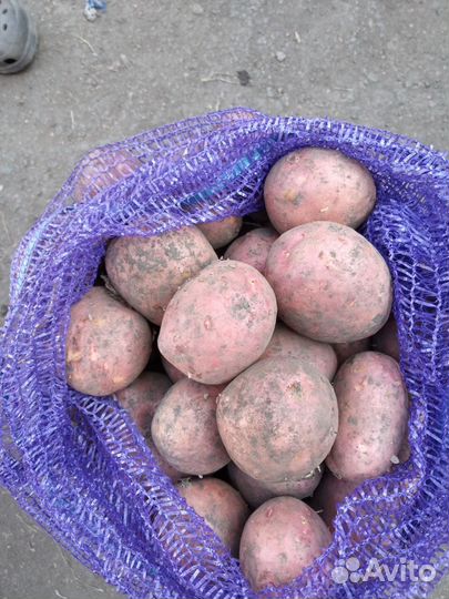 Продаю картофель