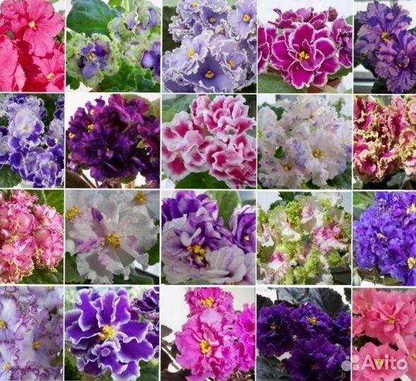 Фиалки.Белопероне.Адениум 3г