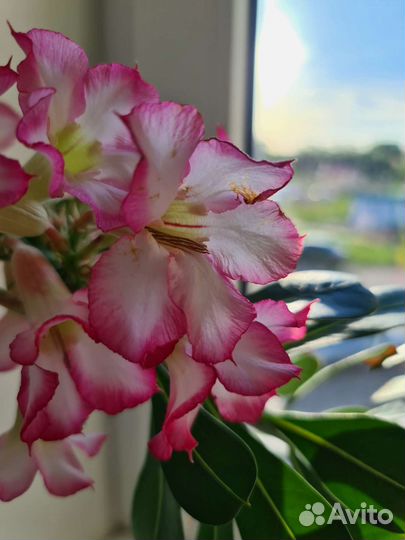 Черенки адениума(срез)