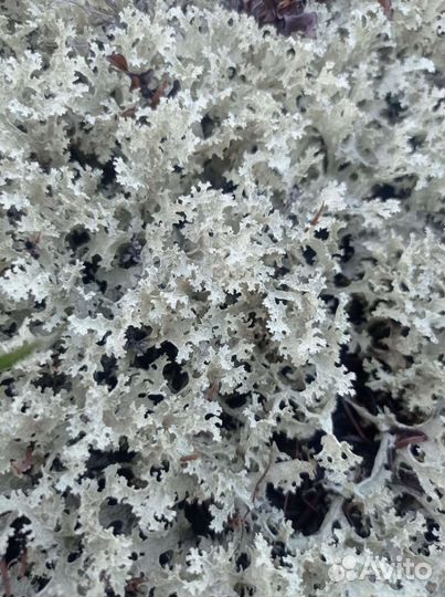 Исландский мох