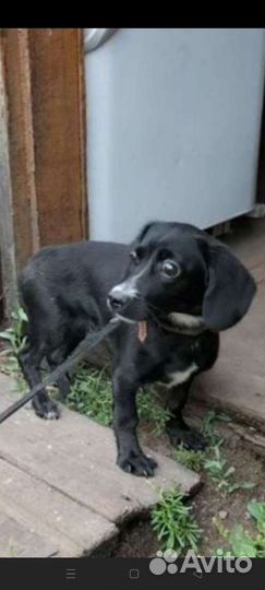 Щеночек Спанечка