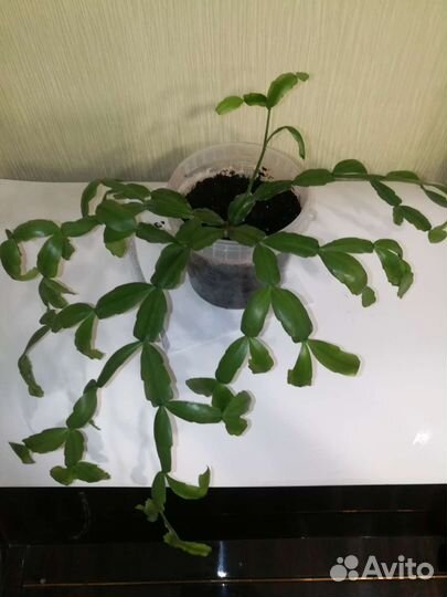 Цветок декабрист