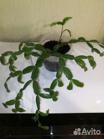 Цветок декабрист