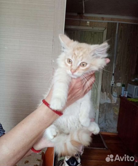 Спасите котенка