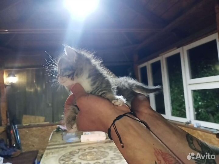 Котятки в добрые руки
