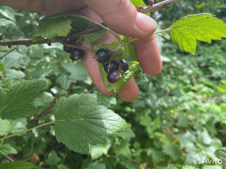 Смородина черная