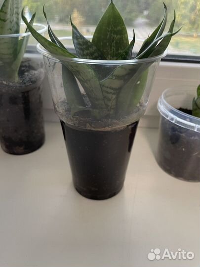 Сансевиерия (тещин язык, щучий хвост)