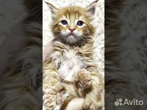 Котята мейн-кун полидакт объявление продам
