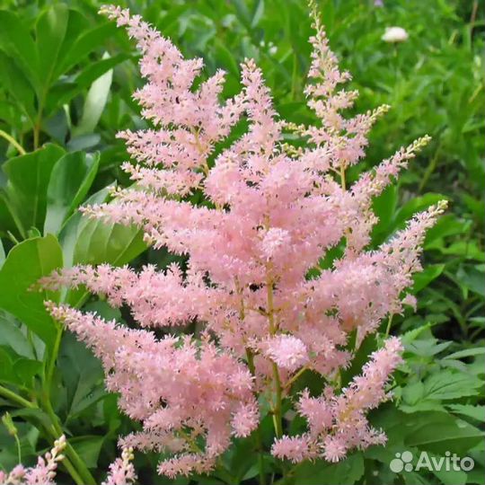 Астильба саженцы