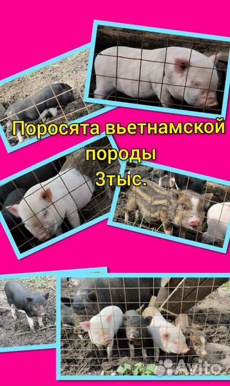 Вьетнамские поросята