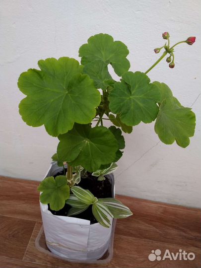 Герань розебудная