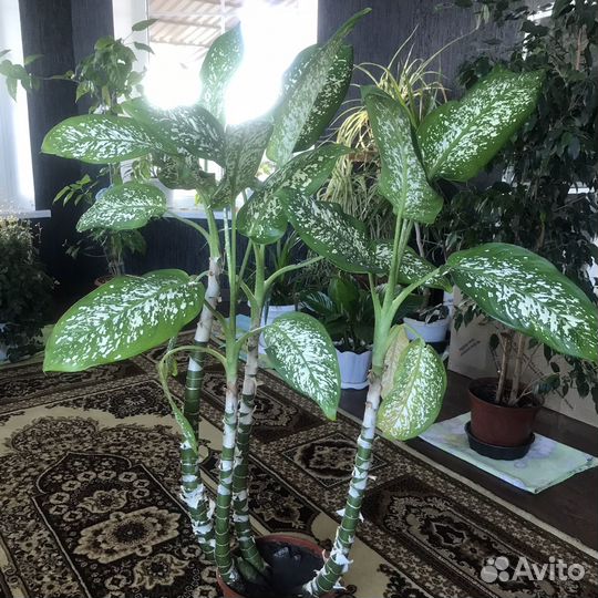 Замиокулькас большой