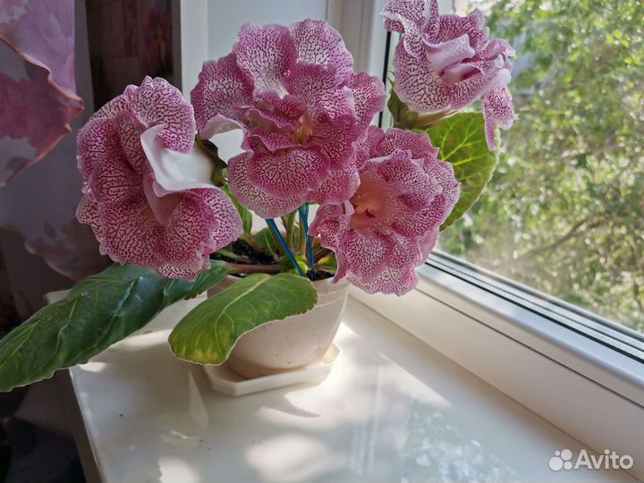 Глоксиния махровая