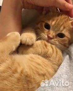 Рыжий котёнок 3 месяца