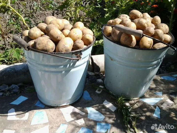 Продам картофель