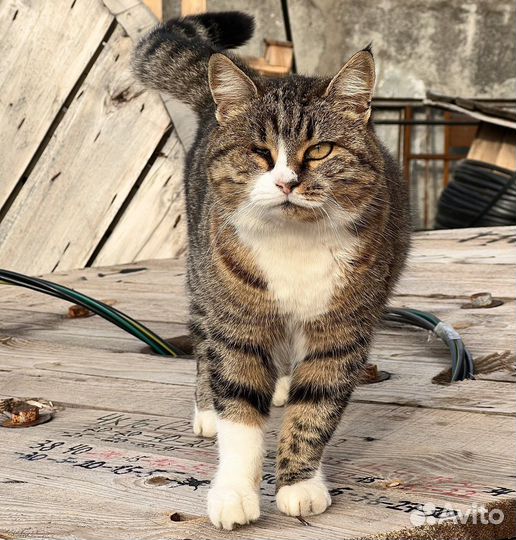 Особенная кошечка ищет дом