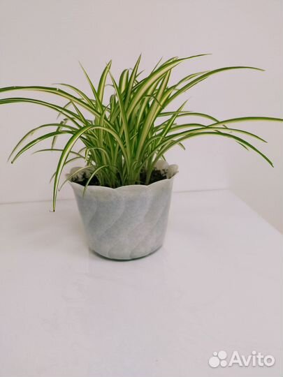 Продам хлорофитум