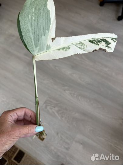 Монстера делициоза вариегатная. Крупная форма