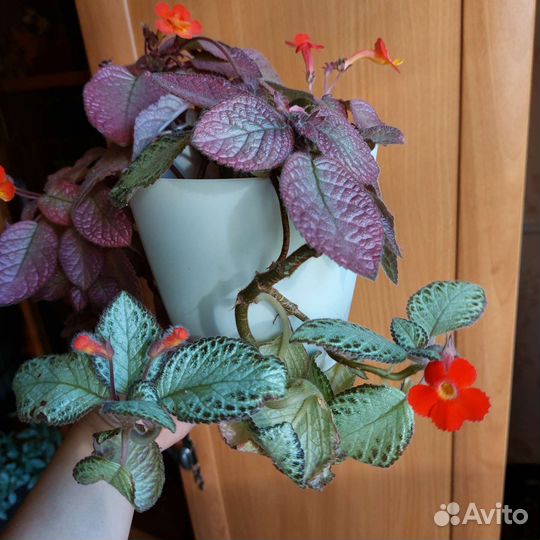 Сингониум,эписция,филодендрон