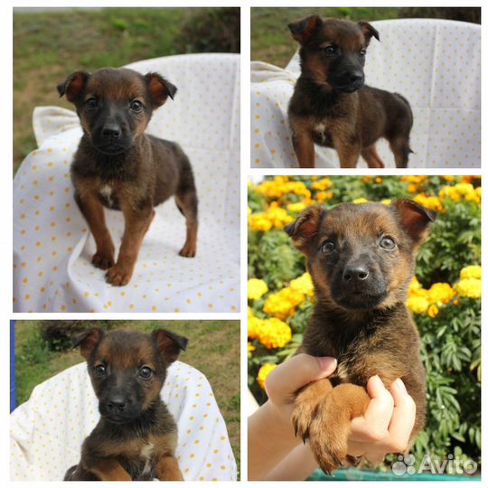 Щенок Ранетка